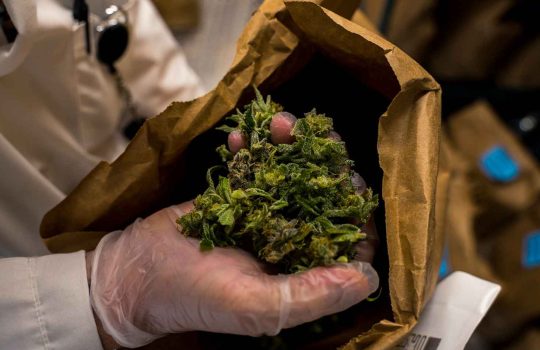 Medical Cannabis Pharmacy2